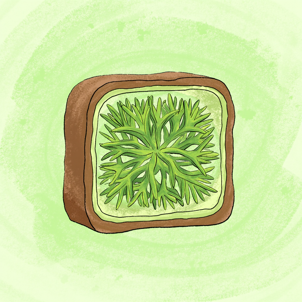 cellulose nghĩa là gì cellulose nghĩa là gì