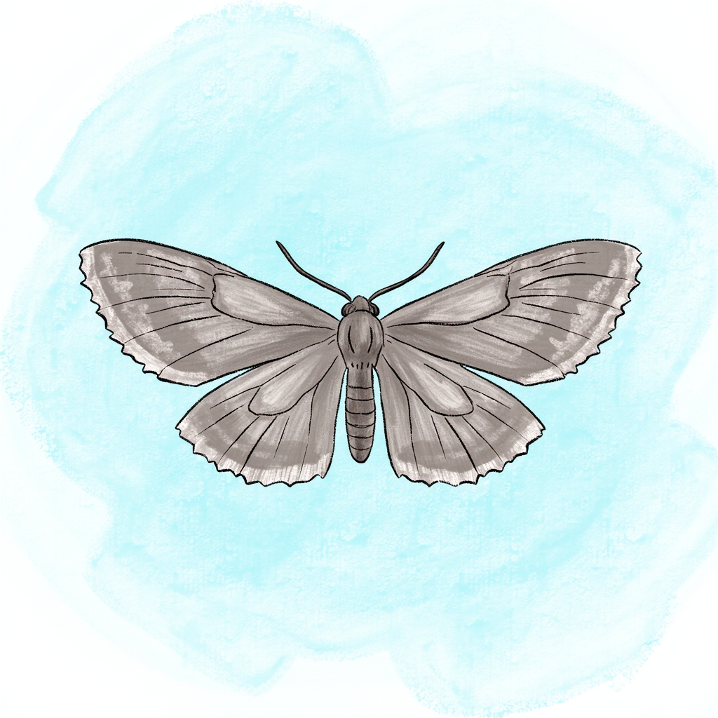 moth