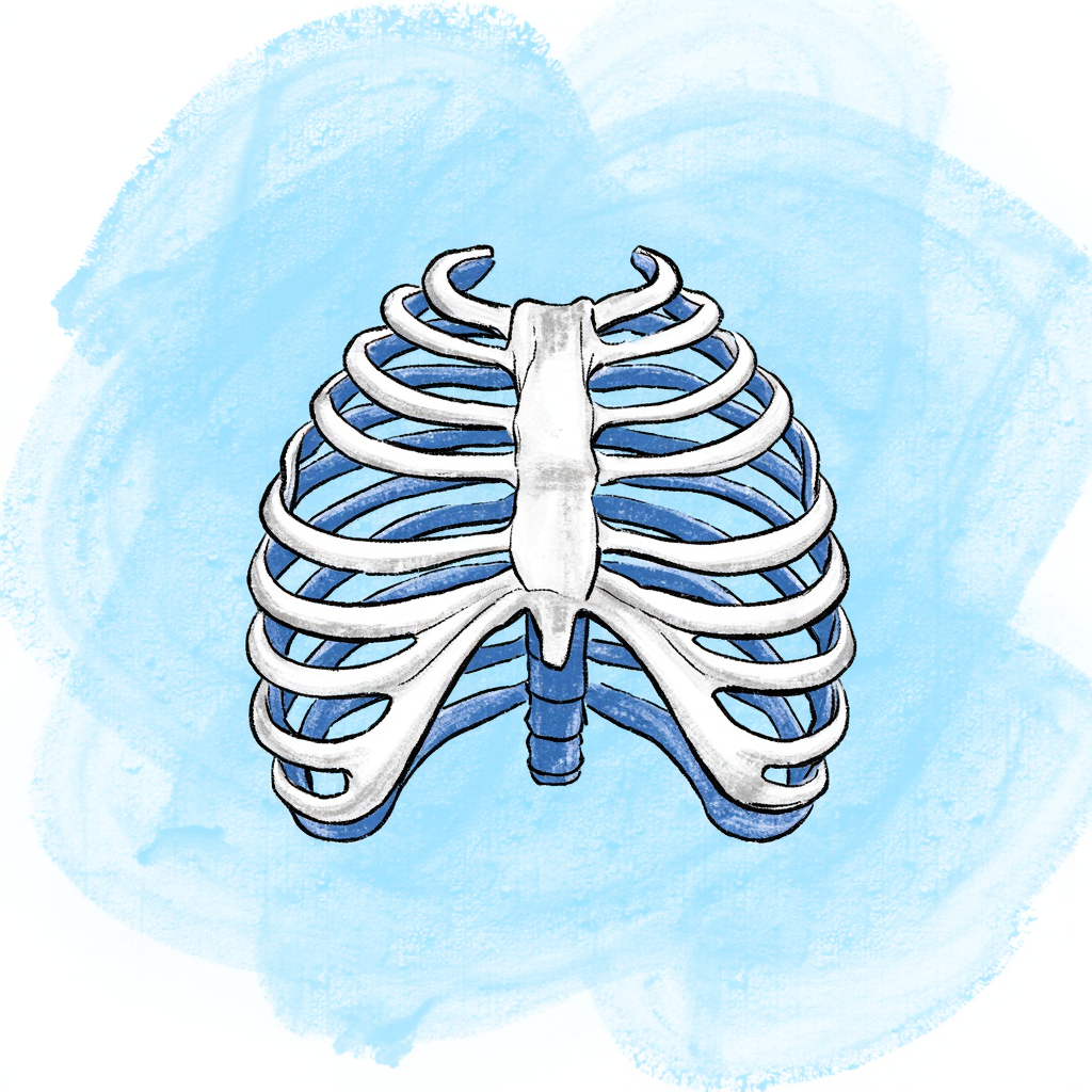 ribcage ribcage tiếng việt là gì